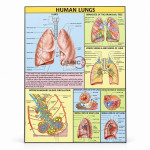 Human Lungs Chart